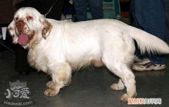 西班牙小猎犬怎么训练，西班牙小猎犬训练方法，猎犬怎么训练找猎物