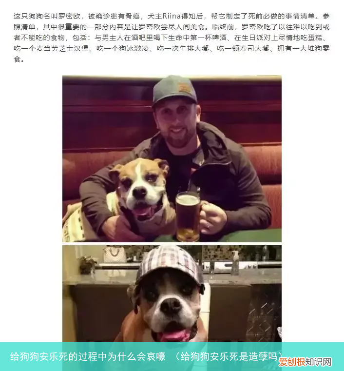 给狗狗安乐死是造孽吗 给狗狗安乐死的过程中为什么会哀嚎
