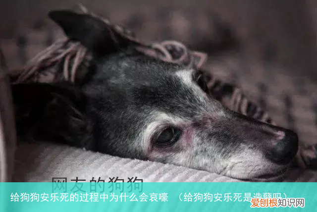 给狗狗安乐死是造孽吗 给狗狗安乐死的过程中为什么会哀嚎