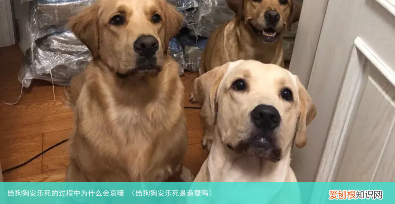 给狗狗安乐死是造孽吗 给狗狗安乐死的过程中为什么会哀嚎