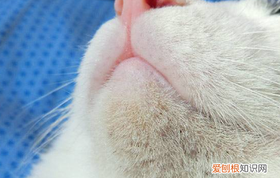 猫黑下巴怎么治疗,猫黑下巴会自愈吗,猫黑下巴掉毛，猫咪得了黑下巴怎么治疗
