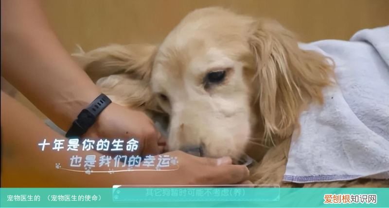 宠物医生的使命 宠物医生的