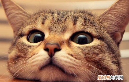 猫脂肪肝黄疸死亡率,猫脂肪肝怎么形成的,猫脂肪肝吃什么食物，猫脂肪肝的症状及治疗