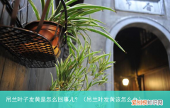 吊兰叶发黄该怎么办 吊兰叶子发黄是怎么回事儿?