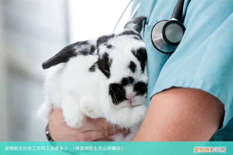 做宠物医生怎么样赚钱 宠物医生好找工作吗工资是多少