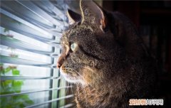 猫咪黑下巴是什么意思,猫咪黑下巴是什么原因,猫咪黑下巴传染吗，猫咪黑下巴是什么症状