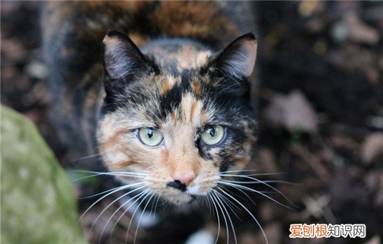 猫咪黑下巴是什么意思,猫咪黑下巴是什么原因,猫咪黑下巴传染吗，猫咪黑下巴是什么症状