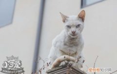 猫脂肪肝的原因是什么,猫得脂肪肝的原因,猫脂肪肝怎么形成的，猫脂肪肝的症状及表现