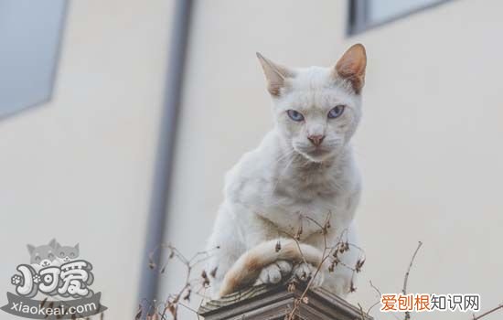 猫脂肪肝的原因是什么,猫得脂肪肝的原因,猫脂肪肝怎么形成的,猫脂肪肝的症状及表现