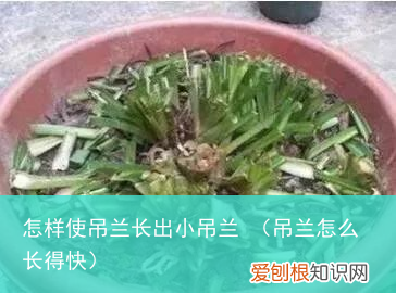 吊兰怎么长得快 怎样使吊兰长出小吊兰