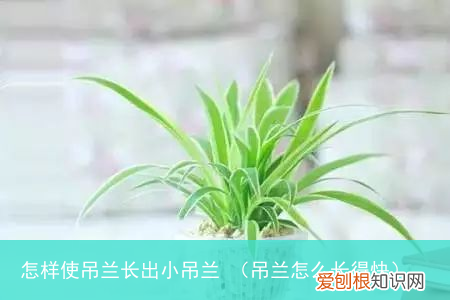 吊兰怎么长得快 怎样使吊兰长出小吊兰