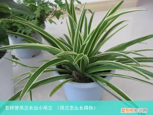 吊兰怎么长得快 怎样使吊兰长出小吊兰