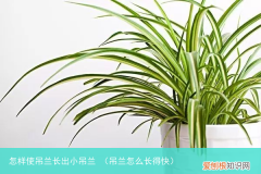 吊兰怎么长得快 怎样使吊兰长出小吊兰