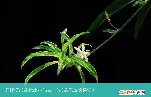 吊兰怎么长得快 怎样使吊兰长出小吊兰