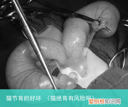 猫绝育有风险吗 猫节育的好坏