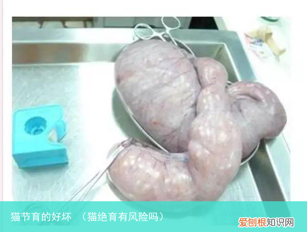 猫绝育有风险吗 猫节育的好坏