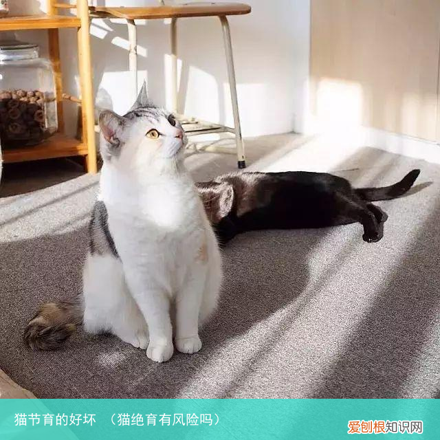 猫绝育有风险吗 猫节育的好坏