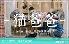 猫绝育有风险吗 猫节育的好坏