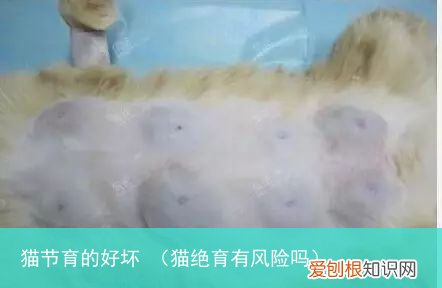 猫绝育有风险吗 猫节育的好坏