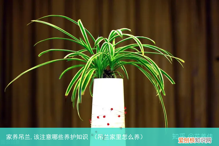 吊兰家里怎么养 家养吊兰,该注意哪些养护知识