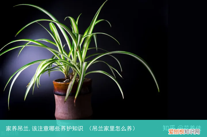 吊兰家里怎么养 家养吊兰,该注意哪些养护知识