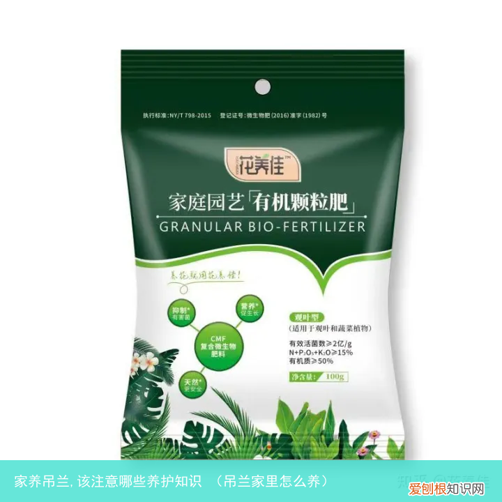 吊兰家里怎么养 家养吊兰,该注意哪些养护知识