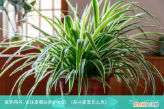 吊兰家里怎么养 家养吊兰,该注意哪些养护知识
