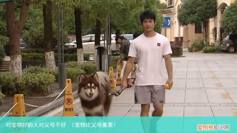 宠物比父母重要 对宠物好的人对父母不好