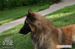 比利时特伏丹犬怎么训练接飞盘，接飞盘训练方法