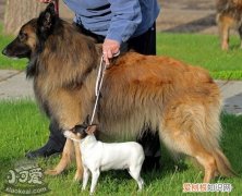 比利时特伏丹犬作揖怎么训练，作揖训练方法