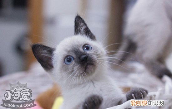 猫免疫缺陷性病毒,猫免疫系统缺陷病毒,猫免疫缺陷综合征，猫类免疫缺陷病毒