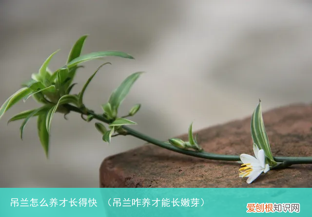 吊兰咋养才能长嫩芽 吊兰怎么养才长得快