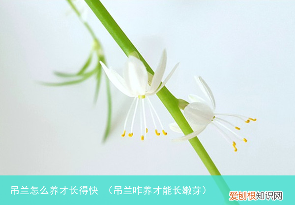 吊兰咋养才能长嫩芽 吊兰怎么养才长得快