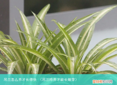 吊兰咋养才能长嫩芽 吊兰怎么养才长得快