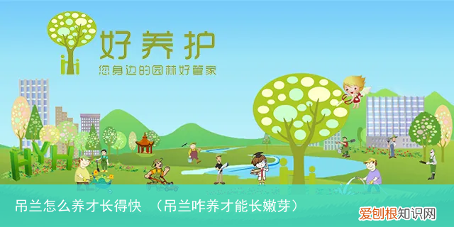 吊兰咋养才能长嫩芽 吊兰怎么养才长得快