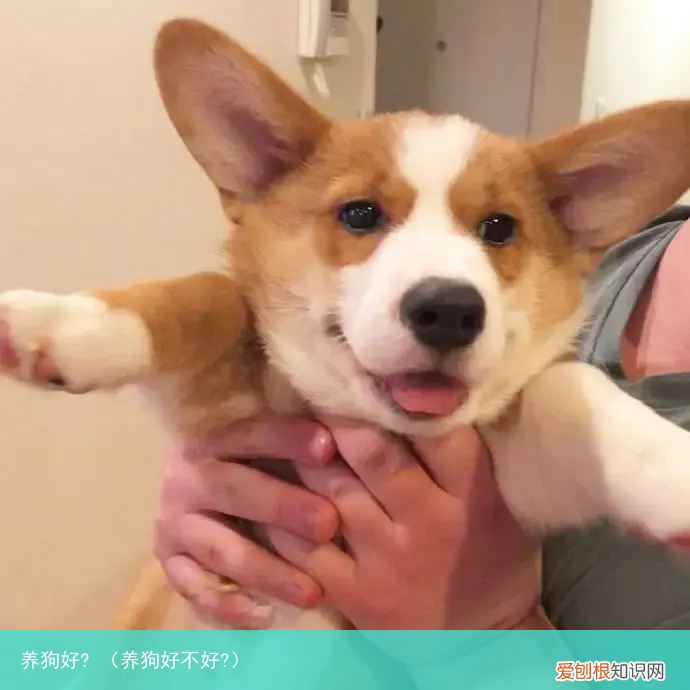 养狗好不好? 养狗好?