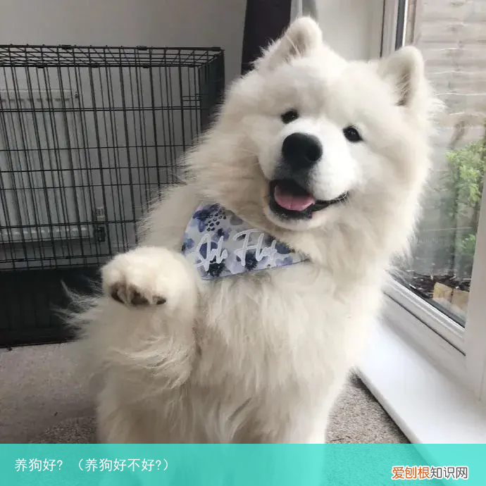 养狗好不好? 养狗好?
