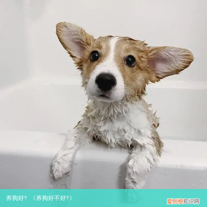 养狗好不好? 养狗好?