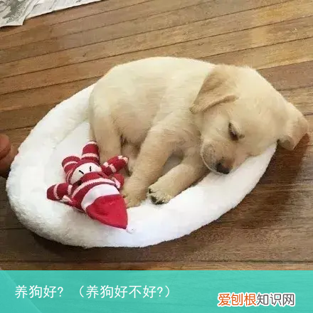 养狗好不好? 养狗好?