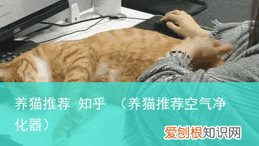 养猫推荐空气净化器 养猫推荐 知乎