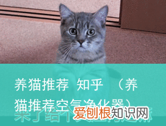 养猫推荐空气净化器 养猫推荐 知乎