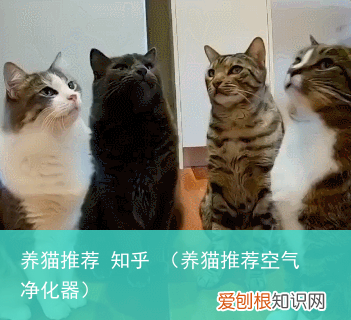 养猫推荐空气净化器 养猫推荐 知乎