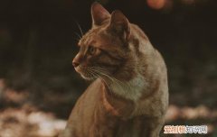 猫两岁了换主人会怎么样 一岁多的猫能换主人注意事项