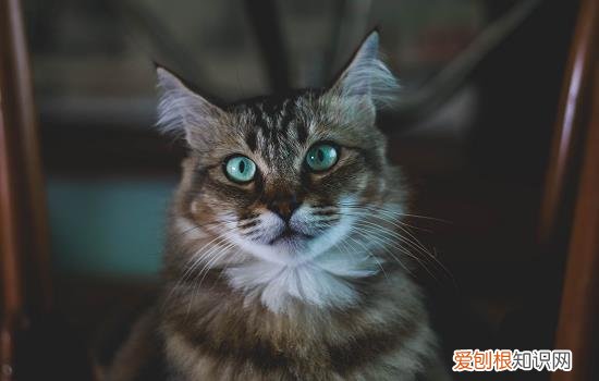 摸猫的蛋蛋会抽搐 为什么摸猫咪蛋蛋会抽搐