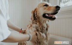 金毛眼睛发红怎么回事 金毛眼睛红是怎么回事儿