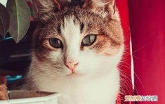 8斤的猫一天吃多少克猫粮 8斤的猫一天吃多少克