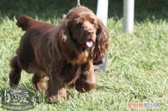 如何训练苏塞克斯猎犬拿报纸，苏塞克斯猎犬拿报纸技能训练