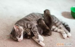 小奶猫拉肚子怎么办,小奶猫拉稀怎么办,小奶猫拉肚子吃什么药，小奶猫为什么拉肚子怎么办