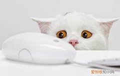 如何鉴别是不是猫鼻支,怎么看是不是猫鼻支,怎么看猫咪是不是猫鼻支