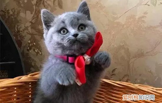 如何鉴别是不是猫鼻支,怎么看是不是猫鼻支,怎么看猫咪是不是猫鼻支